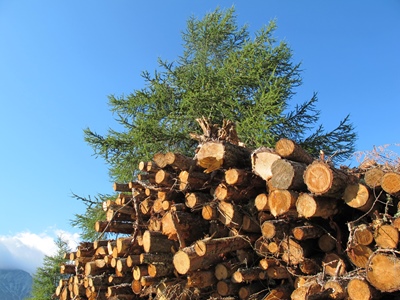 La filière bois...n'en est pas une. Trop de contradictions entre l'intérêt des producteurs en amont, et des utilisateurs en aval (photo MN)
