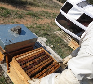 Dans certaines régions le frelon asiatique, ajouté à d'autres problèmes, provoquerait la disparition de la moitié des essaims d'abeilles (photo MN)