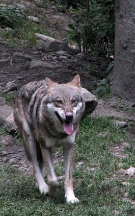 Les éleveurs réclament aussi des plans de chasse étendus. Ils ont une dent contre le loup (photo MN)