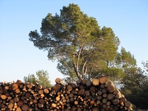 L'économie du bois en Provence Alpes Cote d'Azur prépare son essor et craignait de voir un unique opérateur capter toute la ressource en imposant son prix (photo MN)