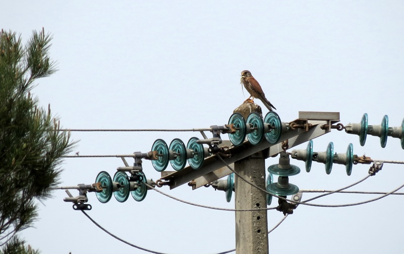 Ce faucon profite d'un rare pylône encore sans bougie pour déguster un lézard ocelé (photo MN)