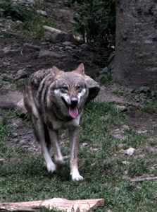 Loup en Tinée (photo MN)