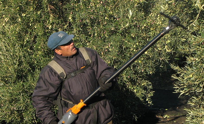 20 000 oléiculteurs provençaux, dont 5 600 professionnels et 140 moulins seront attentifs à la progression de la "bactérie tueuse", découverte à Nice et Mandelieu (photo MN)