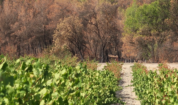 Ici la vigne avait stoppé l'incendie en 2017 (photo MN)