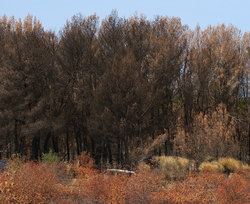 La plupart des incendies ne font que courir sus la végétation, poussés par le vent, cependant dans les Corbières le feu s'est acharné, en grevant le regain espéré de la biomasse (photo MN)