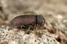 La vrillette est un des principaux xylophages. Et pour s'en débarasser, seuls les grands moyens... (photo XDR)