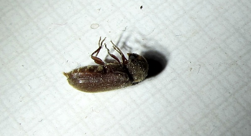 Quand Chirons e taranhons plantan cavilha au vòstre, li a ges de negociacien possibla (photo MN)