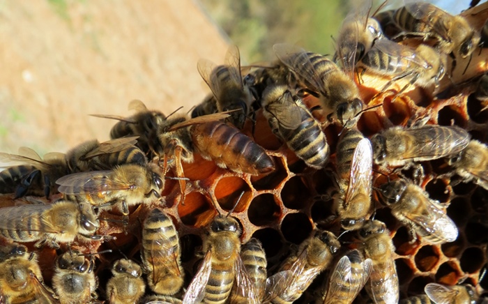 Sur les hauteurs de Martigues, l'association de surveillance de l'air Air Paca, installe aussi ses ruches. Le but, établir une corrélation entre qualité de l'air et santé des abeilles (photo MN)