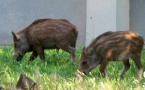 Aquò d'Aquí 302 chasse le sanglier ! Aquò d'Aquí 302 chasse le sanglier !