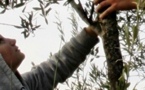 L’agricultura a patit de l’incendi d’Orgon e Senàs L’agricultura a patit de l’incendi d’Orgon e Senàs