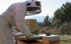 Malèstre per leis apicultors provençaus