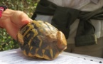 La tartuga patisse deis empachas a la biodiversitat La tartuga patisse deis empachas a la biodiversitat
