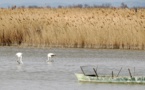 Un observatòri per aparar la biodiversitat en Provença