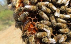 Cercaires, entreprenèires, ortolans … e cabrians an suenh de l’abelha