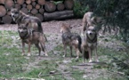 Le plan loup autorisera jusqu'à 19% de réduction de l'espèce en France... qui est surtout provençal et alpine (photo MN)