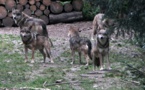 Ors e lop sus la grasilha Ors e lop sus la grasilha