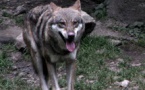 Au loup !