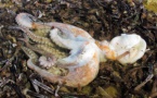 Alteo podriá demenir sa pollucien a la mar s’alentissiá sa produccien Alteo podriá demenir sa pollucien a la mar s’alentissiá sa produccien
