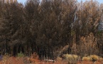 Après l'incendi destrussaire dei Corbièras