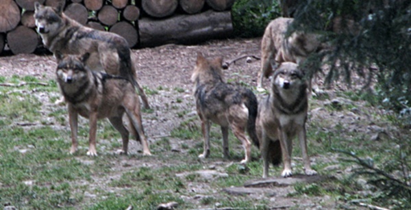 Le plan loup autorisera jusqu'à 19% de réduction de l'espèce en France... qui est surtout provençal et alpine (photo MN)